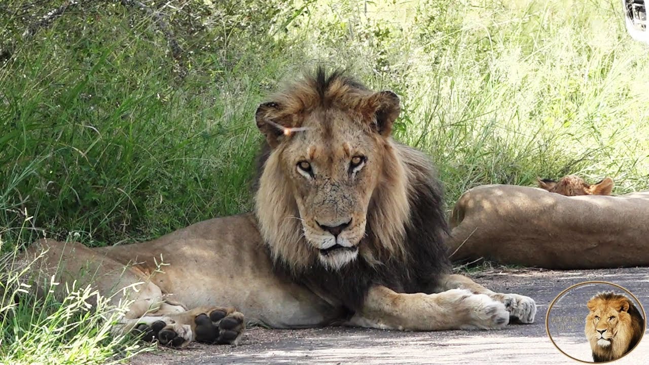 Conversing with a Sick Lion: The Surprising Outcome the Following Day – Video