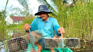 Bẩy Chuột Cống Nhum Cặp Bìa Rừng U Minh ,Trúng Mánh Toàn Con To•UMQT | #966