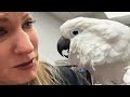 A sick cockatoo lost his human heres how the vet responded