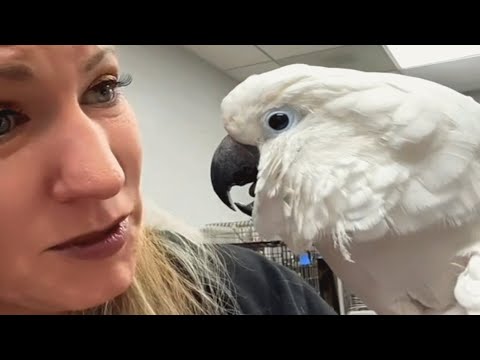 Video: Goffin's cockatoo: description, care, illness