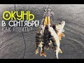 Как и на что ловить окуня в сентябре?