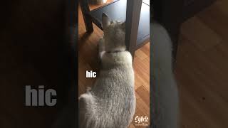 Husky puppy with the hiccups! #shorts Husky puppy with the hiccups! #shorts