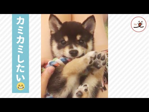 歯が生え替わる時期の子犬ちゃん「ムズムズ止まらない🦷💦」【PECO TV】