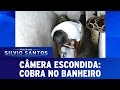 Câmera Escondida (18/12/16) - Cobra no Banheiro