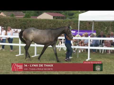 Lot 14   LYNX DE THAIX   Cercy Tour 2023