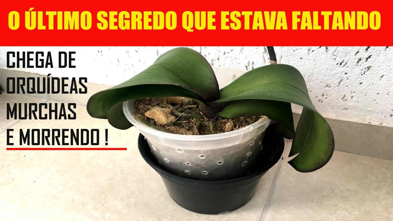 MUITAS ORQUÍDEAS MORRENDO POR 1 ÚNICO MOTIVO - (Como Cuidar de Orquídea  Morrendo) - thptnganamst.edu.vn