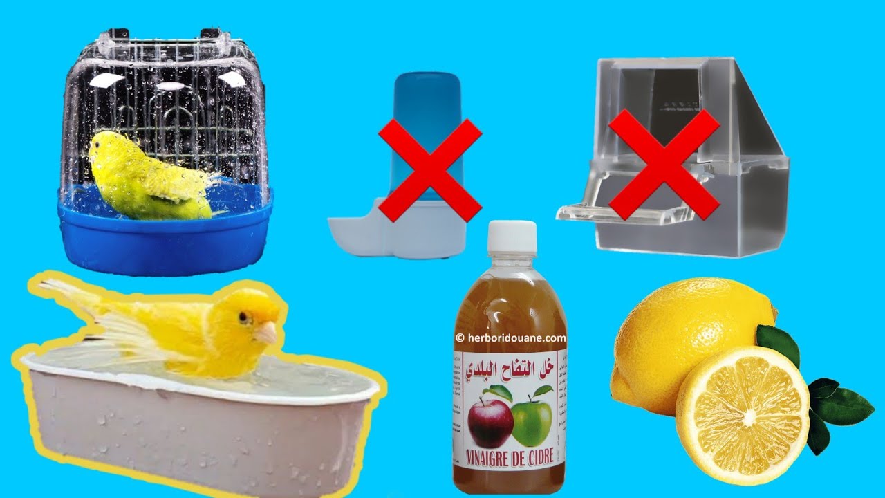 هذه هي الإجراءات التي يجب إتباعها قبل وبعد تقديم  إناء الإستحمام للطيور | إحذر من الأخطاء |