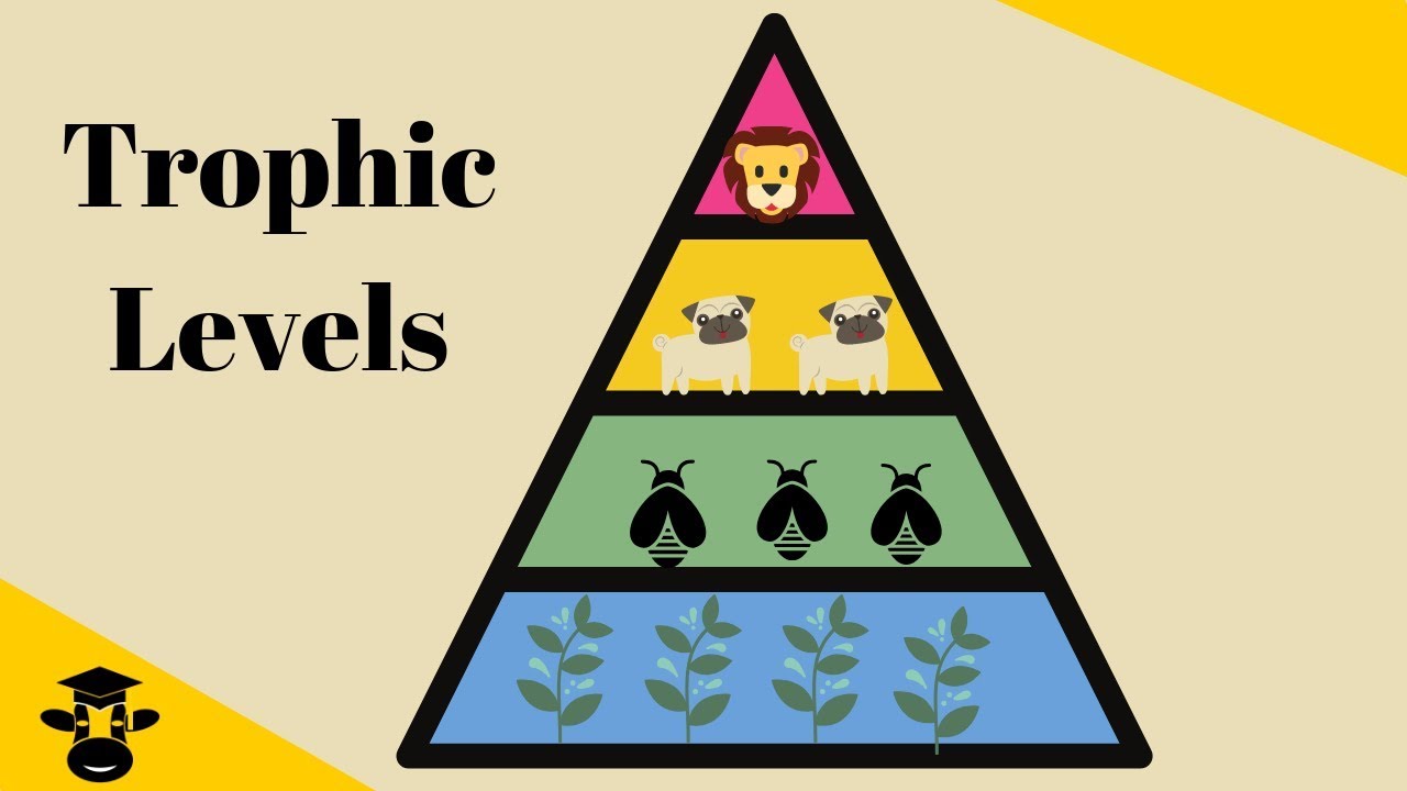 Trophic Level Pyramid - YouTube