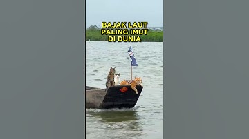 Para Kucing ini Suka Banget Ikut Babunya Mancing 🐈🎣 #shorts #kucing #kucinglucu