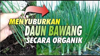 MENYUBURKAN DAUN BAWANG SECARA ORGANIK