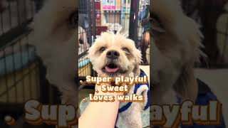 If you were interested in these rescue dogs. Check out #grrsandpurrsrescue #dogs #rescuedogs #cute