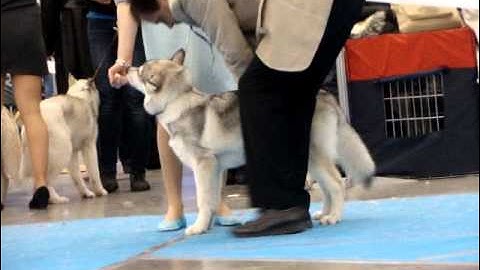 ALGAMBRA ALMIGHTY RAY OF LIGHT;SCHASTYE DOMA ERBHOF BACIO PRIMA