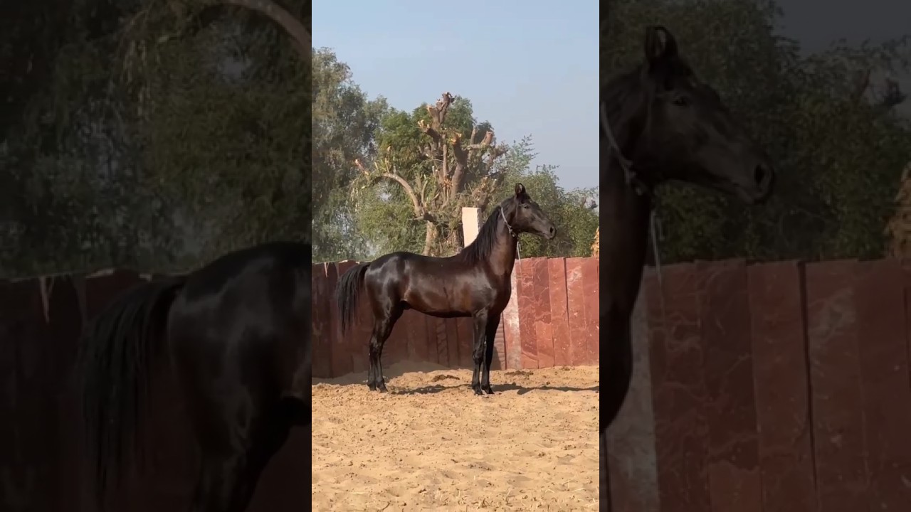 Black ghoda 🥰#shorts #horse #horselover #horseriding #ghoda #ghodi #trending #animals
