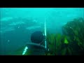 Spearfishing Wrecks and Pinnacles with vast Bass shoals in the English Channel