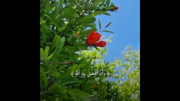 لِّئَلَّا یَعۡلَمَ أَهۡلُ ٱلۡكِتَـٰبِ || تلاوة مميزة لفضيلة الشيخ الوليد الشمسان #دار_المتقين#quran🤍