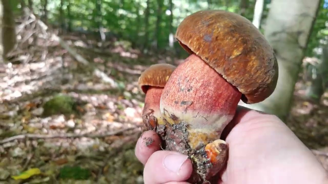 Na koniec dnia… takie Prawdziwki?! SZOK 🍄🔥