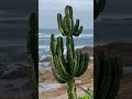 Африканские побережья Атлантического океана, кактус в Африке на берегу морские волны