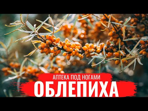 ОБЛЕПИХА /О правилах сбора, нюансах заготовки и приготовлении полезных настоев/ Аптека под ногами