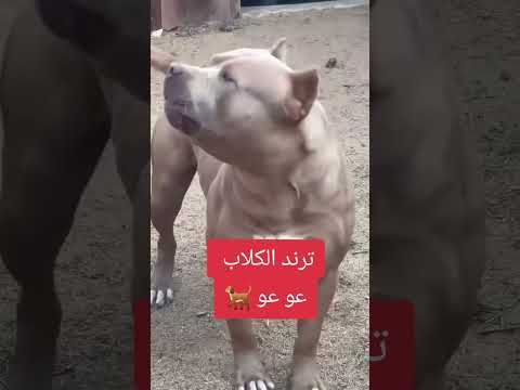 ترند الكلب عو عو عو الكلب الوفي يوسف العبد يوسف العبد الدوسري