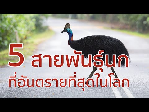 5 สายพันธุ์นกที่อันตรายที่สุดในโลก