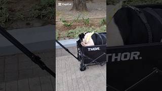 MINI ENGLISH BULLDOG #miniatureenglishbulldog#englishbulldog#bulldog #bethalifevlog