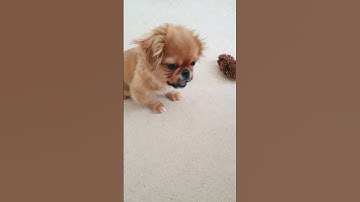 Thumbnail of cute peke puppy whisper bark #pekingese #dog #puppy #barking #puppytraining #dogtraining