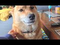 まだ眠いけど一応お出迎えしてくれたオイヌ様(雑種犬)