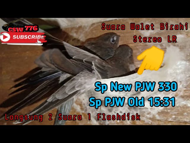 SP NEW PJW 330 STEREO SP PJW OLD 15:31 - SUARA WALET PANGGIL TARIK BIRAHI class=