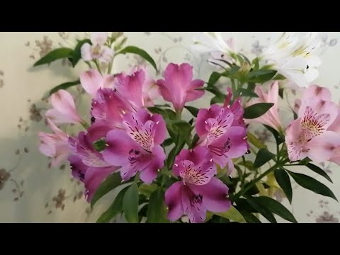Видео: Цвете незабравимо (65 снимки): как изглежда? Пълзящи и полски, горски и блатни, градински и други видове. Къде расте? Кога да засадите семена?