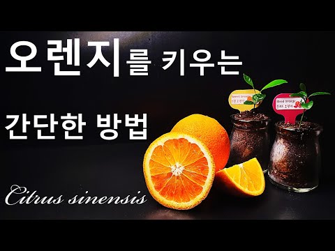 오렌지를 키우는 간단한 방법｜나만의 오렌지나무 키우기｜How to grow #7 Orange