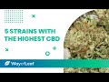 The 5 best highcbd cannabis strains