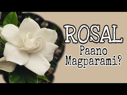 Video: Terry Aquilegia (26 Na Larawan): Lumalagong Mga Higante Mula Sa Mga Binhi. Pagtatanim At Pag-aalaga Ng Mga Bulaklak Sa Labas. Pangkalahatang-ideya Ng 