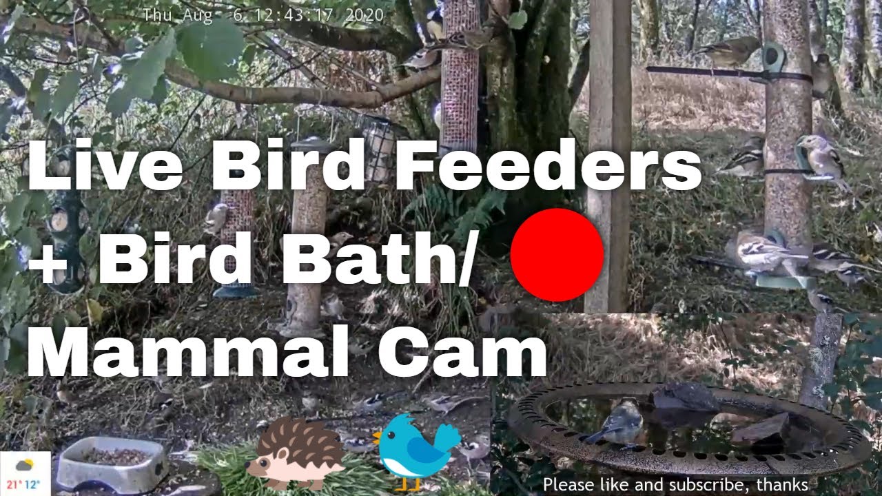 Bird Feeders and Bird Bath / Mammal Cam Scotland UK YouTube