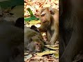 Pigtail monkey doing a good thing to long tail monkey