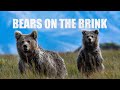 A story of the himalayan brown bears   deosai national park  wildlife documentary