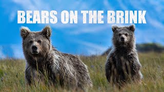 A story of the Himalayan Brown Bears - Deosai National Park | Wildlife Documentary