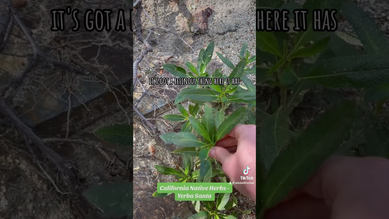 California Native Herbs - Yerba Santa 