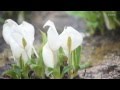 六甲高山植物園でミズバショウ見頃迎える の動画、YouTube動画。