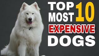 Expensive Dogs: 10 Amazing Breeds 2023