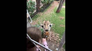 Little Girl's Memorable Interaction with a Rothschild Giraffe