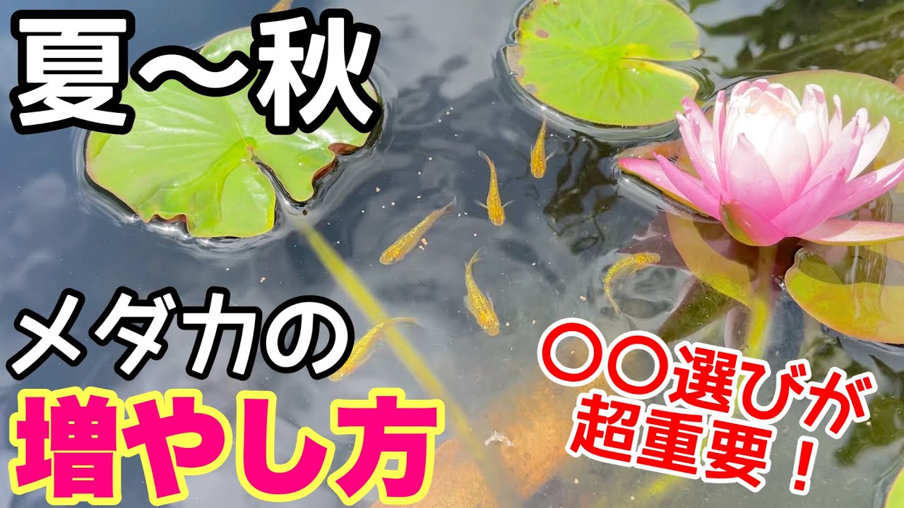 黒90ℓメダカ飼育容器が1000円以下!?買える場所は○○だけ!メダカ睡蓮ビオトープ NVBOX タライ 容器 安い - YouTube