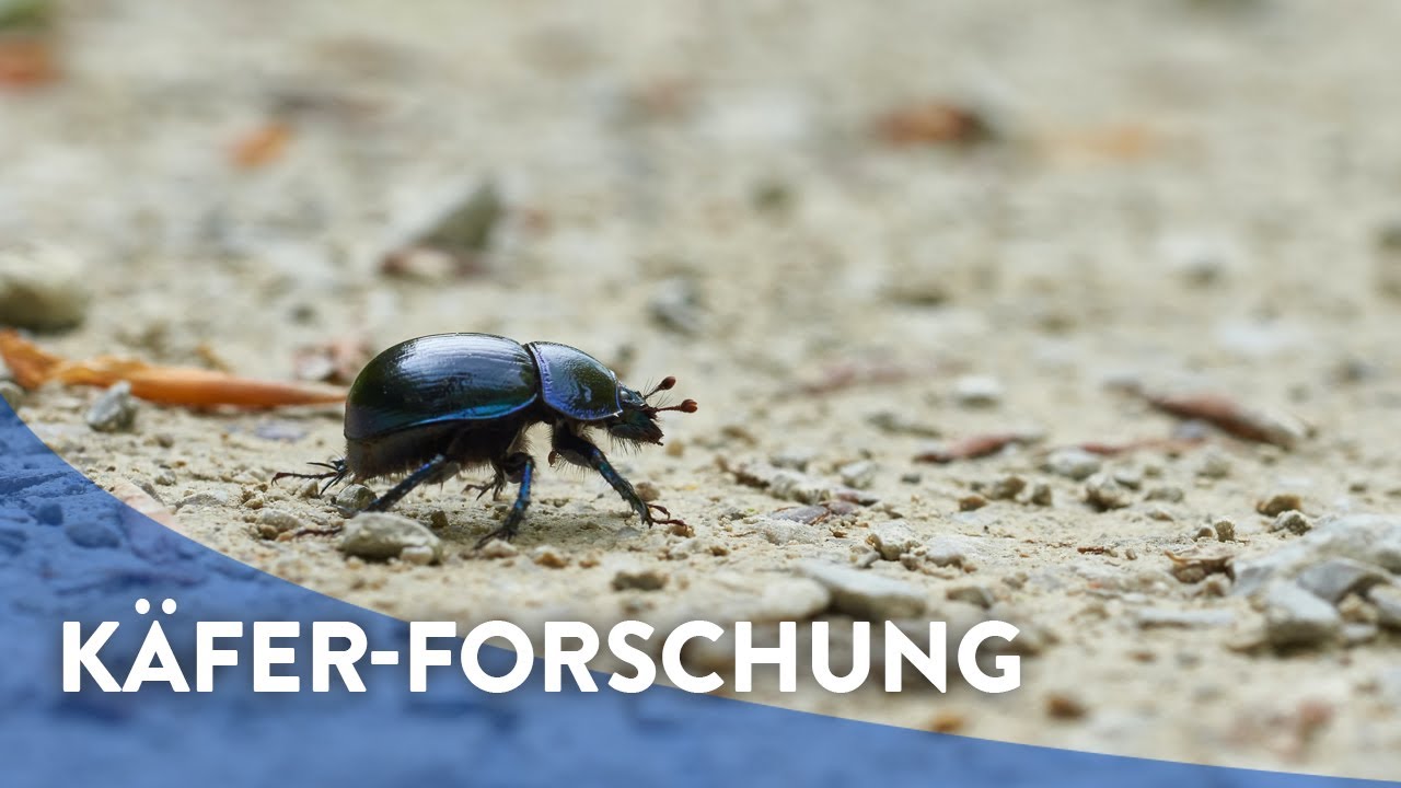 Das große Krabbeln Laufkäfer verkannte Held*innen im Getreidefeld