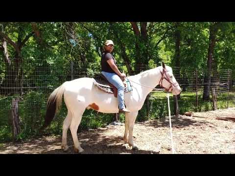 Video: Niet-gemonteerde Horsemanship-lessen