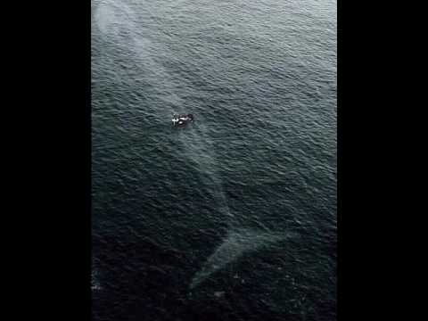 قصة النبي سليمان عليه السلام عندما طلب من الله ان يسمح له بان يعزم المهلوقات على وجبه  قصة النبي سليمان عليه السلام عندما طلب من الله ان يسمح له بان يعزم المهلوقات على وجبه