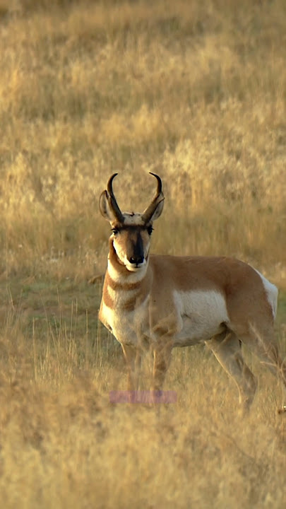 Springbok antelope 🦌#youtubeshorts #shorts