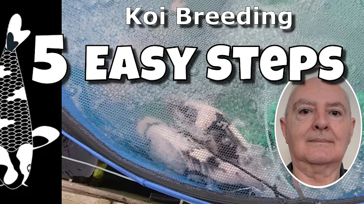 How to Breed Koi Fish LIKE A MASTER  (5 Easy Steps!)