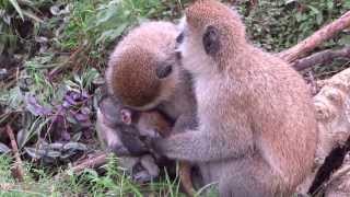 Two Vervet monkeys holding their baby