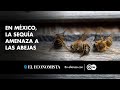 En México, la sequía amenaza a las abejas