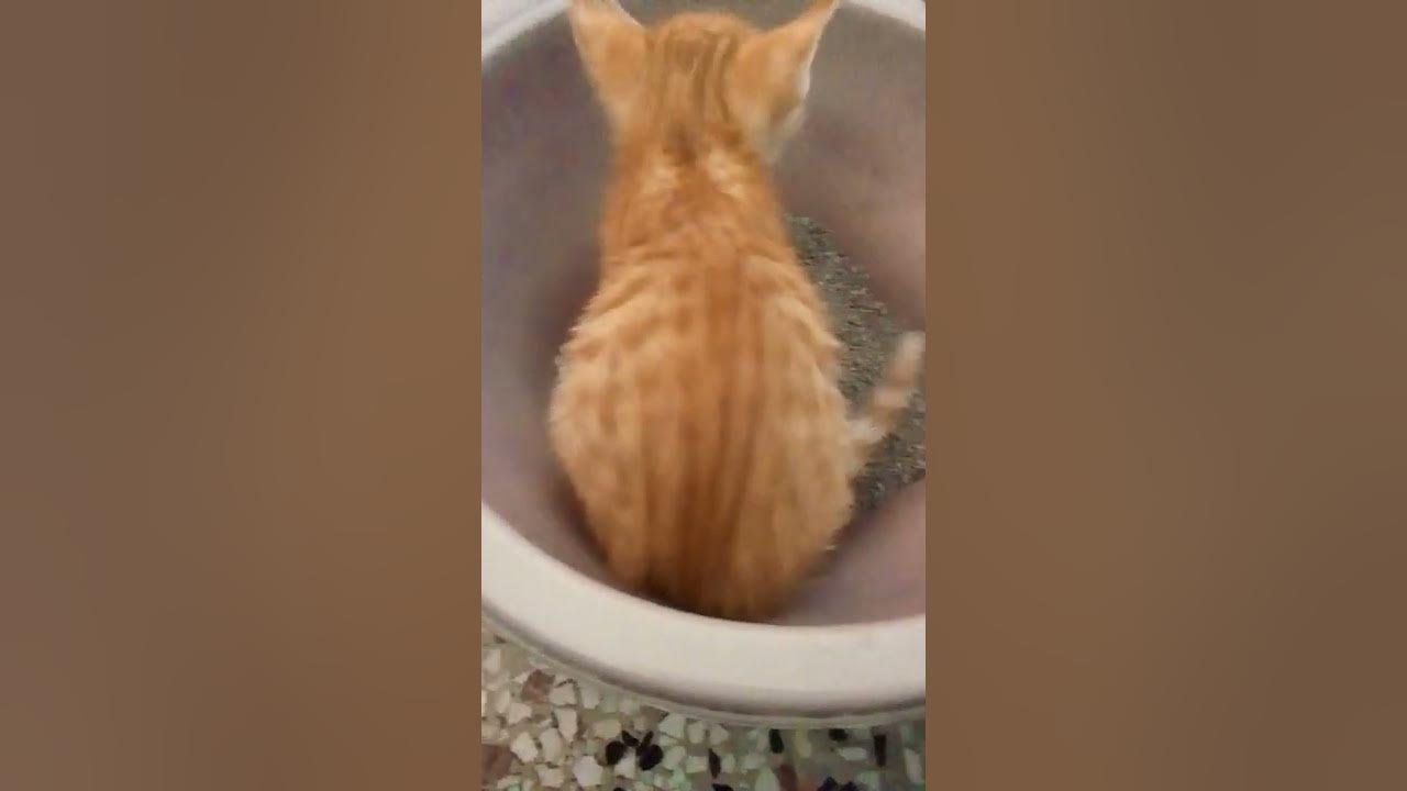 Why my Kittens eat Litter..? 🤪🤔 YouTube