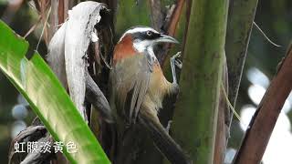 台灣小彎嘴 （Taiwan Scimitar-Babbler）